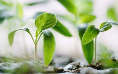 IT is driving new enterprise sustainability efforts